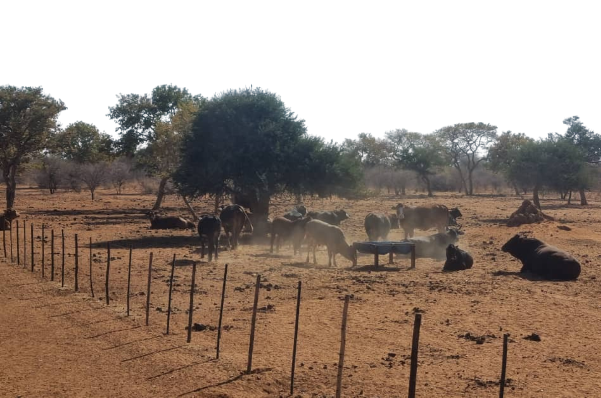 Ngombe Farm Worker-3
